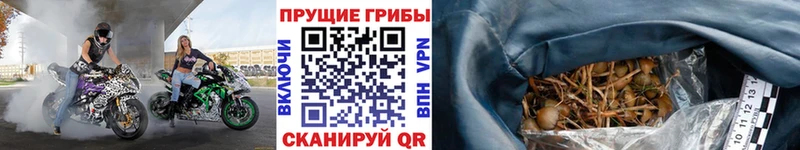 Галлюциногенные грибы Magic Shrooms  Купить где  Барабинск 